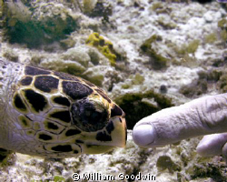 "Do I know you?" asked the near-sighted turtle... Did NOT... by William Goodwin 